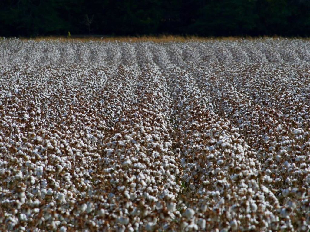 Cotton Holding Firm on Monday