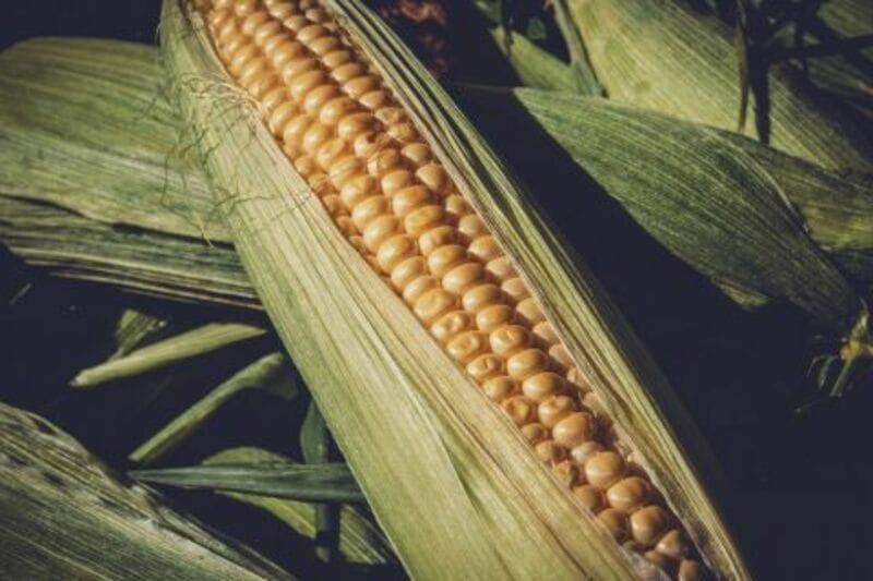 Corn Closes Tuesday with Modest Losses